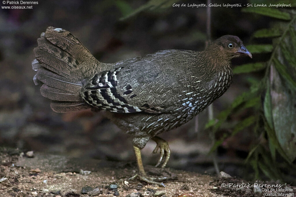 Sri Lanka Junglefowl female, identification, close-up portrait