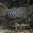Coq de Lafayette