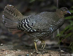 Sri Lanka Junglefowl