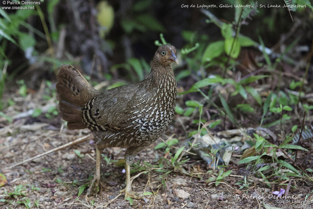 Coq de Lafayette femelle, identification