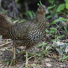 Coq de Lafayette