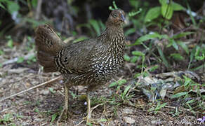 Sri Lanka Junglefowl