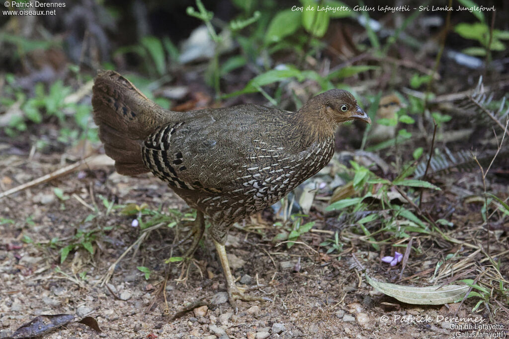 Coq de Lafayette femelle, identification