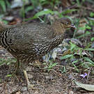 Coq de Lafayette