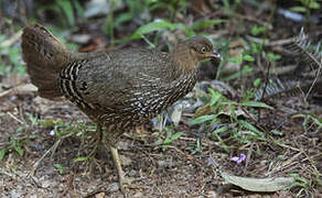 Sri Lanka Junglefowl