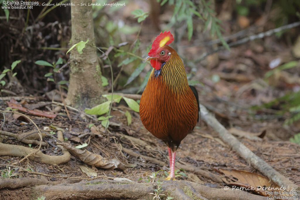 Sri Lanka Junglefowl male, identification