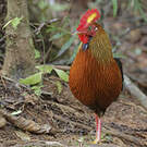 Coq de Lafayette