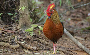 Sri Lanka Junglefowl