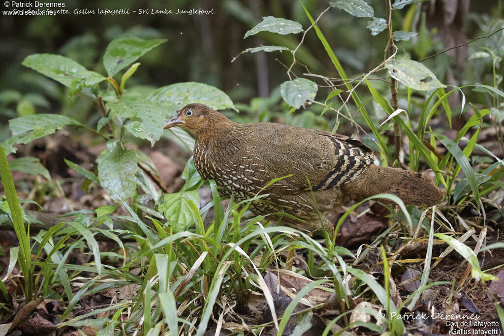 Sri Lanka Junglefowl female, identification, habitat