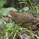 Coq de Lafayette