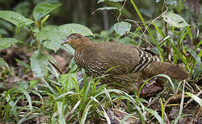 Sri Lanka Junglefowl