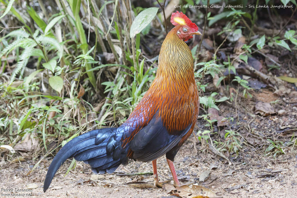 Sri Lanka Junglefowl male, identification