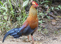 Sri Lanka Junglefowl