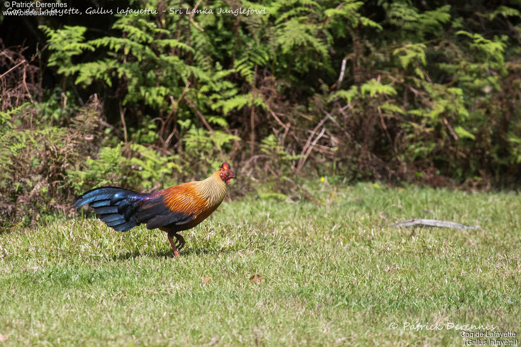 Coq de Lafayette mâle, identification, habitat