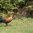 Coq de Lafayette