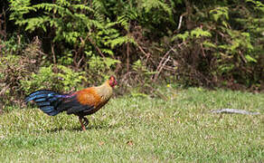 Sri Lanka Junglefowl