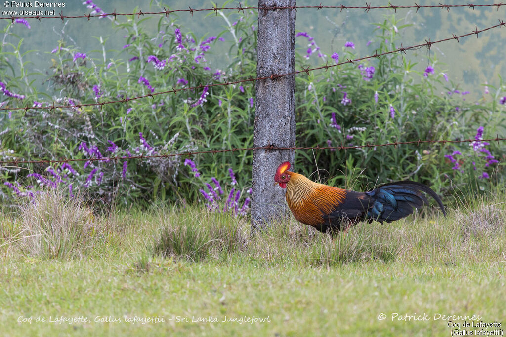 Coq de Lafayette mâle, identification, habitat