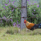 Coq de Lafayette