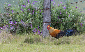 Sri Lanka Junglefowl