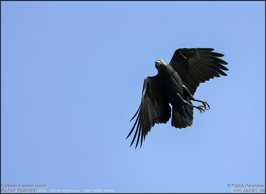 Fan-tailed Raven, Flight