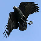 Corbeau à queue courte