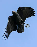 Fan-tailed Raven