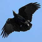Corbeau à queue courte