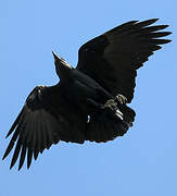 Fan-tailed Raven