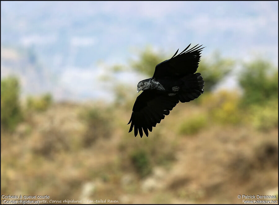 Fan-tailed Raven, Flight