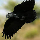 Corbeau à queue courte