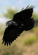 Fan-tailed Raven