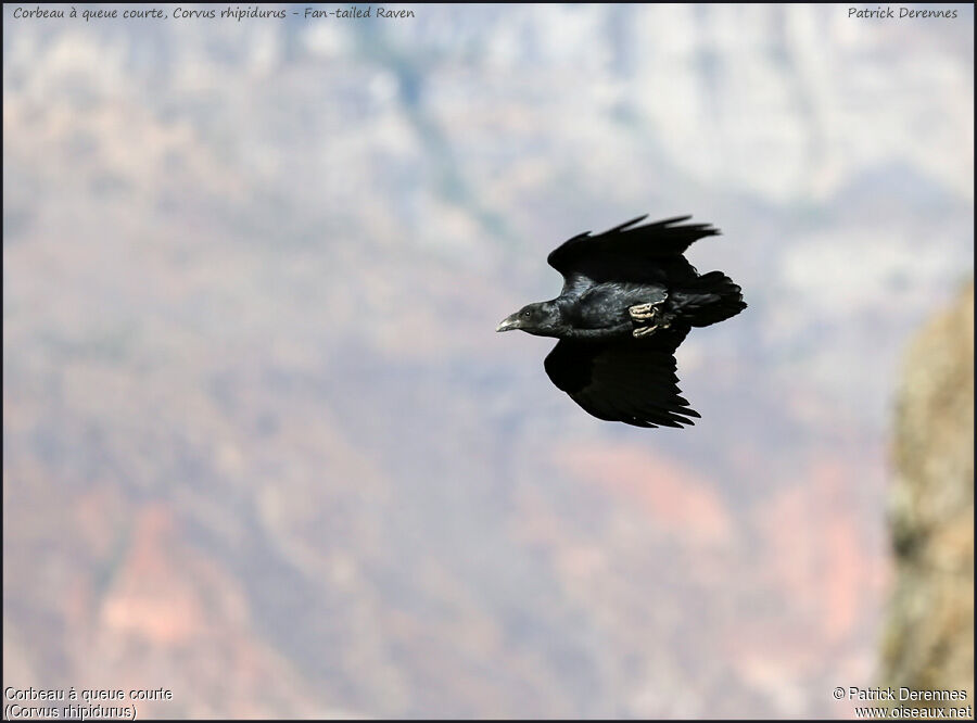 Fan-tailed Raven, Flight