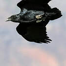 Corbeau à queue courte