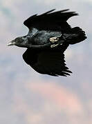 Fan-tailed Raven