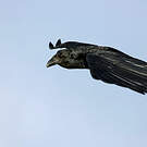 Corbeau à queue courte