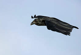 Fan-tailed Raven