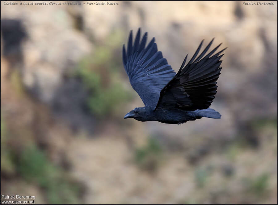 Corbeau à queue courteadulte, Vol