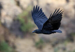 Fan-tailed Raven