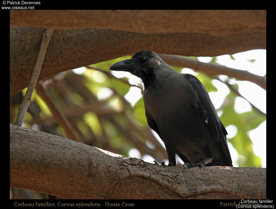 Corbeau familier, identification