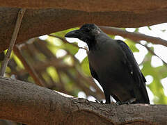 Corbeau familier