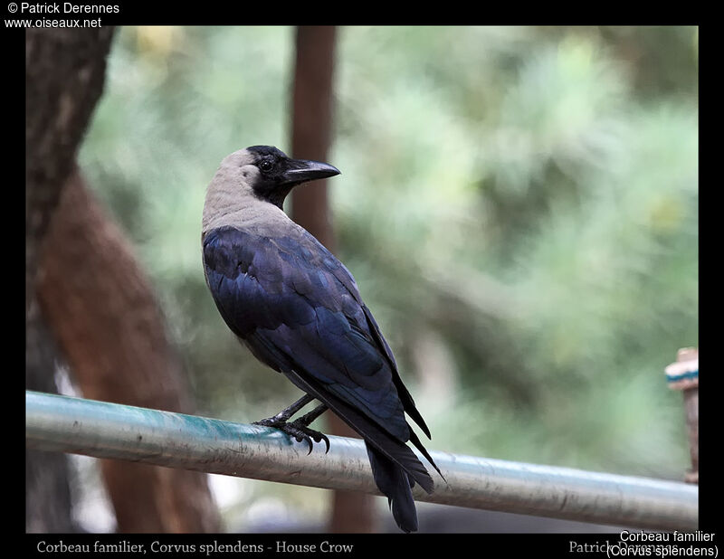 House Crow, identification