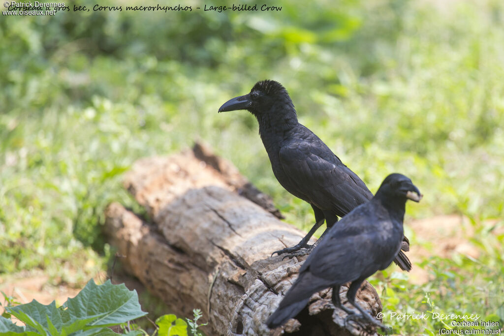 Corbeau indien, habitat