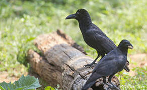 Indian Jungle Crow