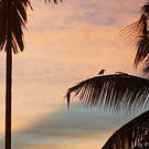 Corbeau indien