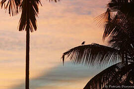 Indian Jungle Crow