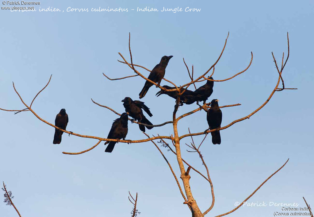 Indian Jungle Crow