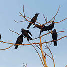 Corbeau indien