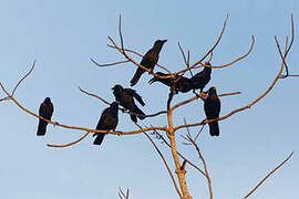 Indian Jungle Crow