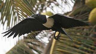 Pied Crow