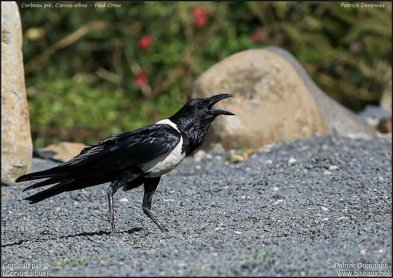 Pied Crowadult, identification, song